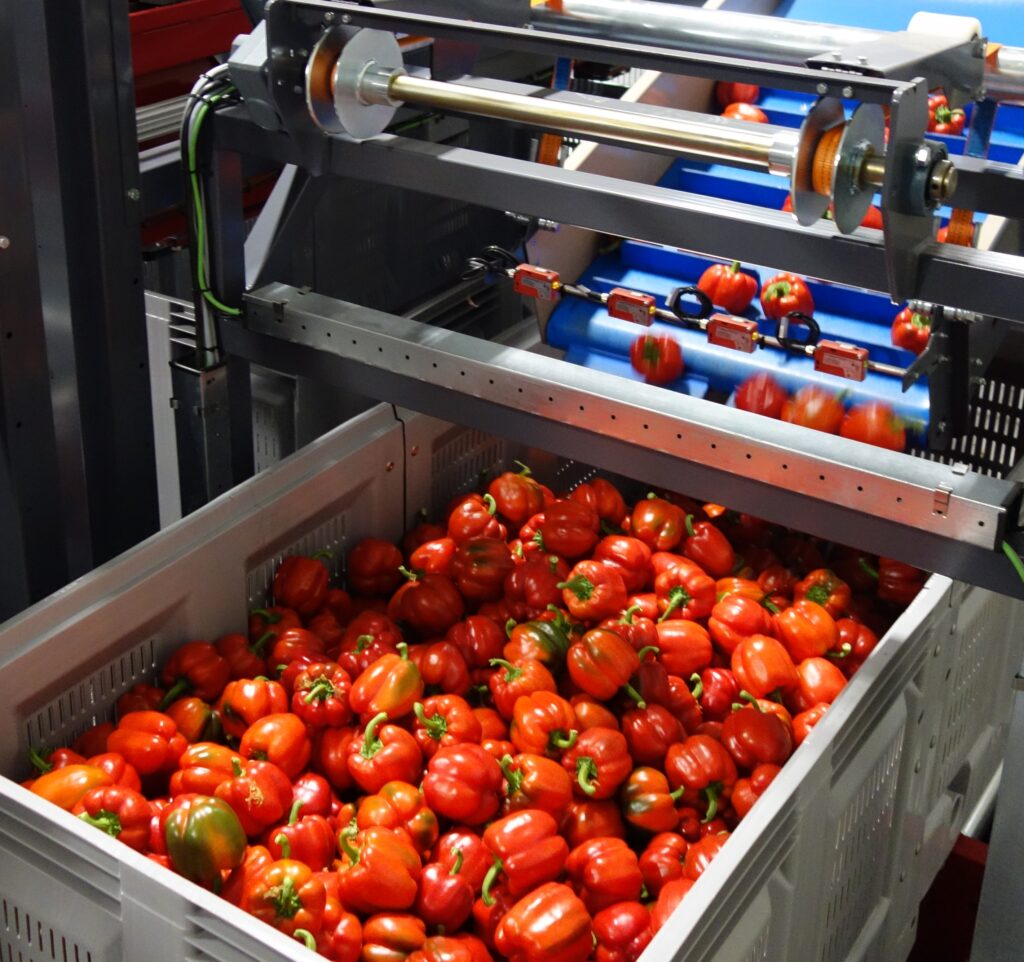 Kunststof palletbox in paprikateelt / Foodsector - Transoplast Group