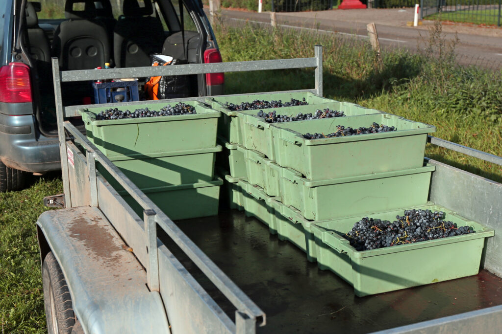 Geplukte druiven in groene plukbakken