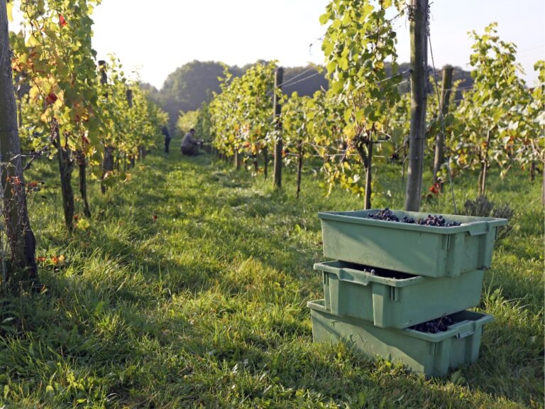 Produkte für die Weinlese Weinberg Drehstapelbehälter